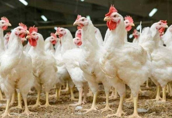 هل الفراخ الساسو أفضل من البيضاء؟.. أخصائي تغذية يحسم الجدل