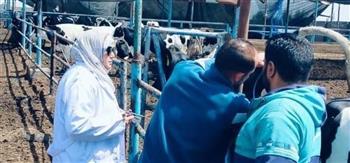 فحص 2461 رأس ماشية ضد البروسيلا والسل البقري بالشرقية
