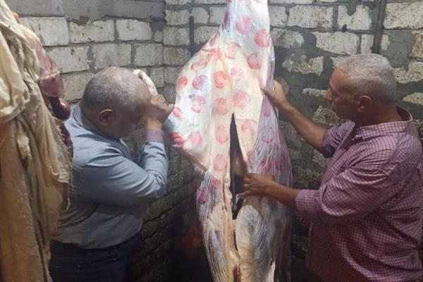 ضبط بقرة مذبوحة ومختومة بأختام مزورة بالمنيا