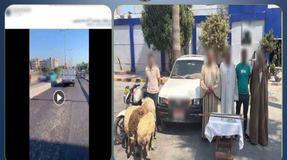 كشف ملابسات مطاردة سيارة بالإسكندرية.. والسبب 4 خرفان