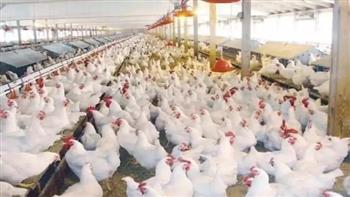   مفاجأة فى أسعار الدواجن والبانيه اليوم