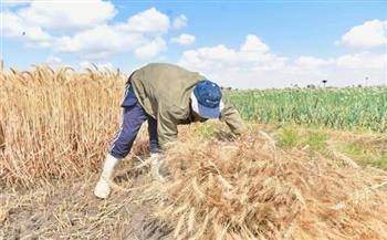   سوهاج تختتم موسم توريد القمح بـ190 ألف طن