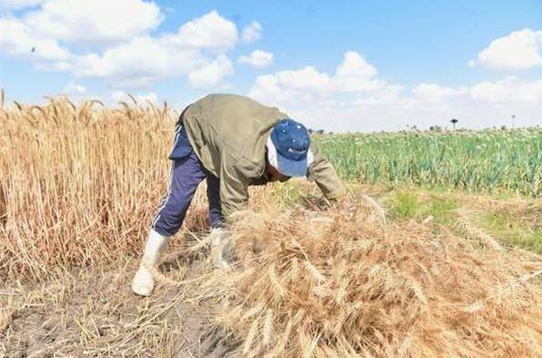 سوهاج تختتم موسم توريد القمح بـ190 ألف طن