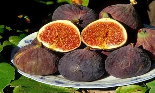 التين .. ثمرة مليئة بالألياف ومضادات الأكسدة.. ماذا يحدث لجسمك عند تناولها؟