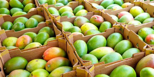 للمانجو فوائد عديدة.. لكن الإفراط فيها قد يسبب هذه الأعراض