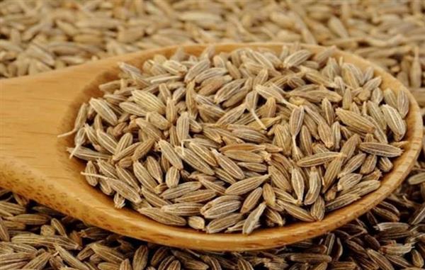 الكمون.. فوائد صحية تتجاوز مذاقه في الطعام