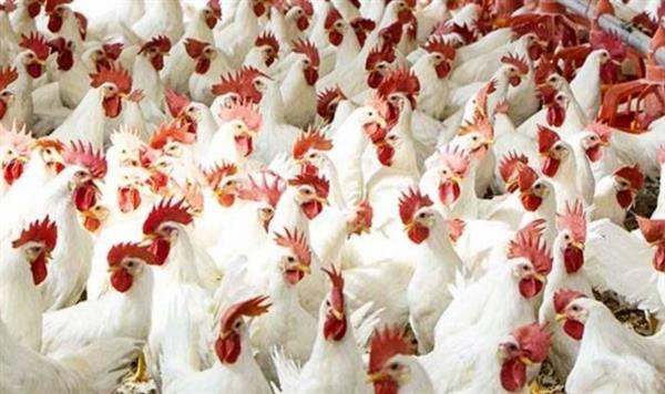 أسعار الفراخ اليوم.. استقرار أم ارتفاع في الأسواق؟