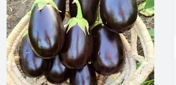 الباذنجان.. خضار منخفض السعرات يدعم خسارة الوزن ويحمي من الأمراض