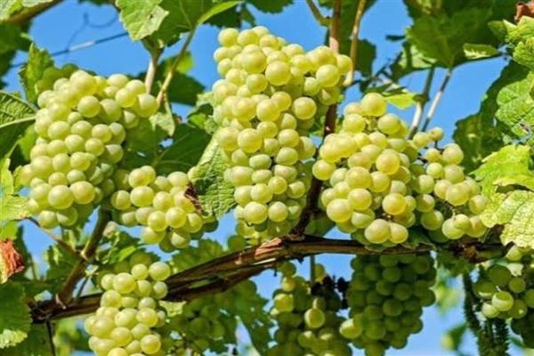 العنب.. حبات صغيرة تحمل فوائد كبيرة للدم والقلب والمناعة