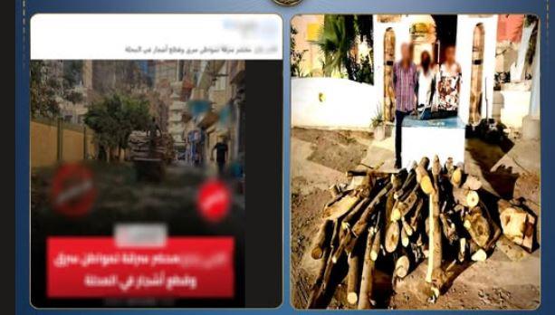 كشف ملابسات قطع شجرتين بالغربية وضبط 3 متهمين