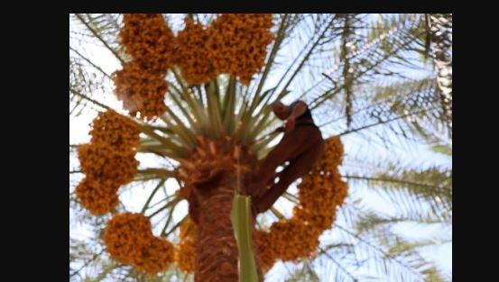 250 ألف نخلة برحي بالوادي الجديد تنتج 20 ألف طن سنويًا