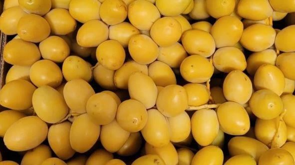 البلح البرحي.. لماذا يصعب الاكتفاء بحبة واحدة ؟ وفوائده وحدود تناوله