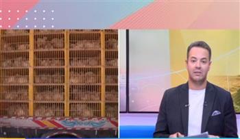   ثروت الزيني: أسعار الدواجن ما زالت أقل من التكلفة والمنتج يحتاج إلى هامش ربح بسيط