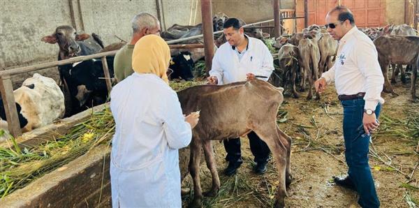 محافظ الدقهلية: تحصين 241 ألف رأس ماشية ضد الحمى القلاعية