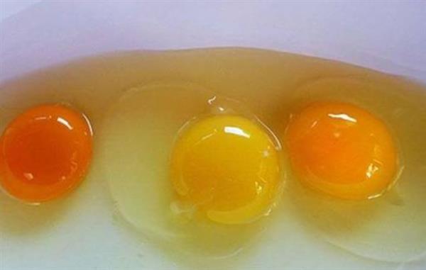 صفار البيض الغامق أم الفاتح.. أيهما أكثر فائدة ؟ خبير تغذية يوضح الحقيقة