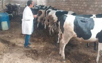 بيطري الغربية : تحصين 157 ألف رأس ماشية ضد الحمى