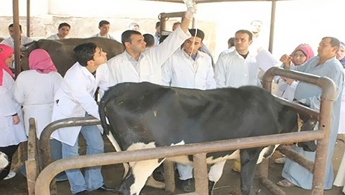   حملة بيطرية بقرى القليوبية لتحصين الماشية ضد الحمى القلاعية