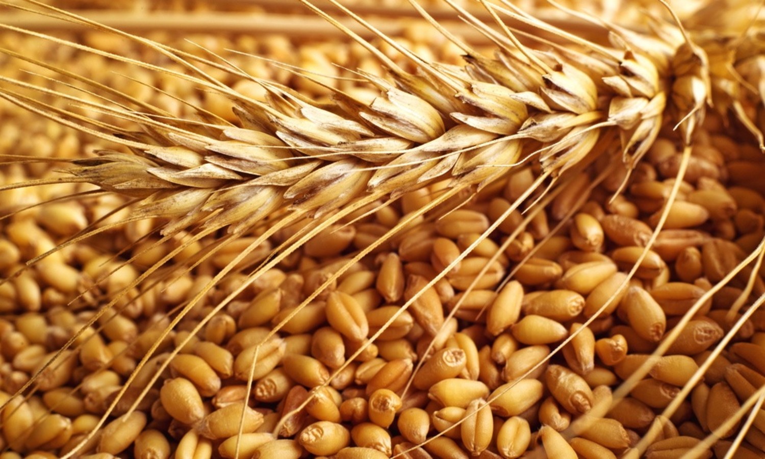   المركزى للتعبئة العامة والإحصاء: محصول القمح زاد فى 2015 بنسبة 3.5٪