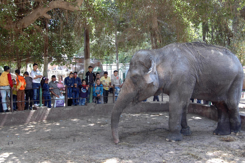   «الجيزة» تعلن: حديقة الحيوان مجاناً للمواطنين غداً الخميس