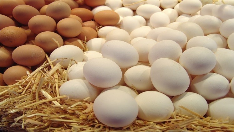   محافظ القليوبية يستعرض مع مسئولي الزراعة مشروع الـ30 مليون بيضة بأبو زعبل بالخانكة
