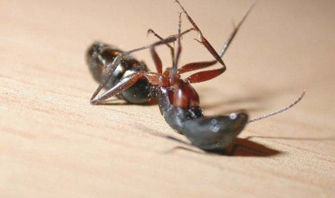   سر دفن النمل لبعضه بعد يومين من الموت
