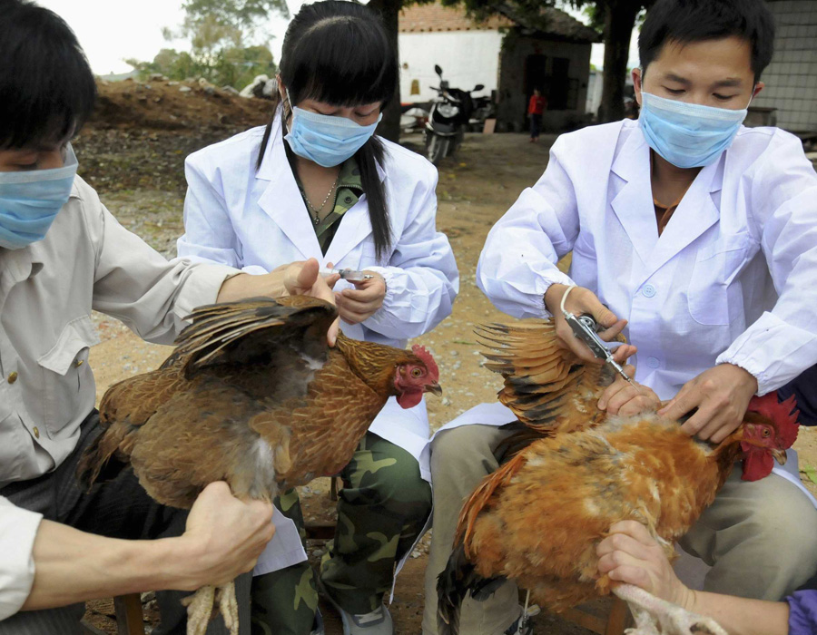  الصين: وفاة 4 أشخاص وإصابة 18 بإنفلونزا الطيور خلال أسبوع
