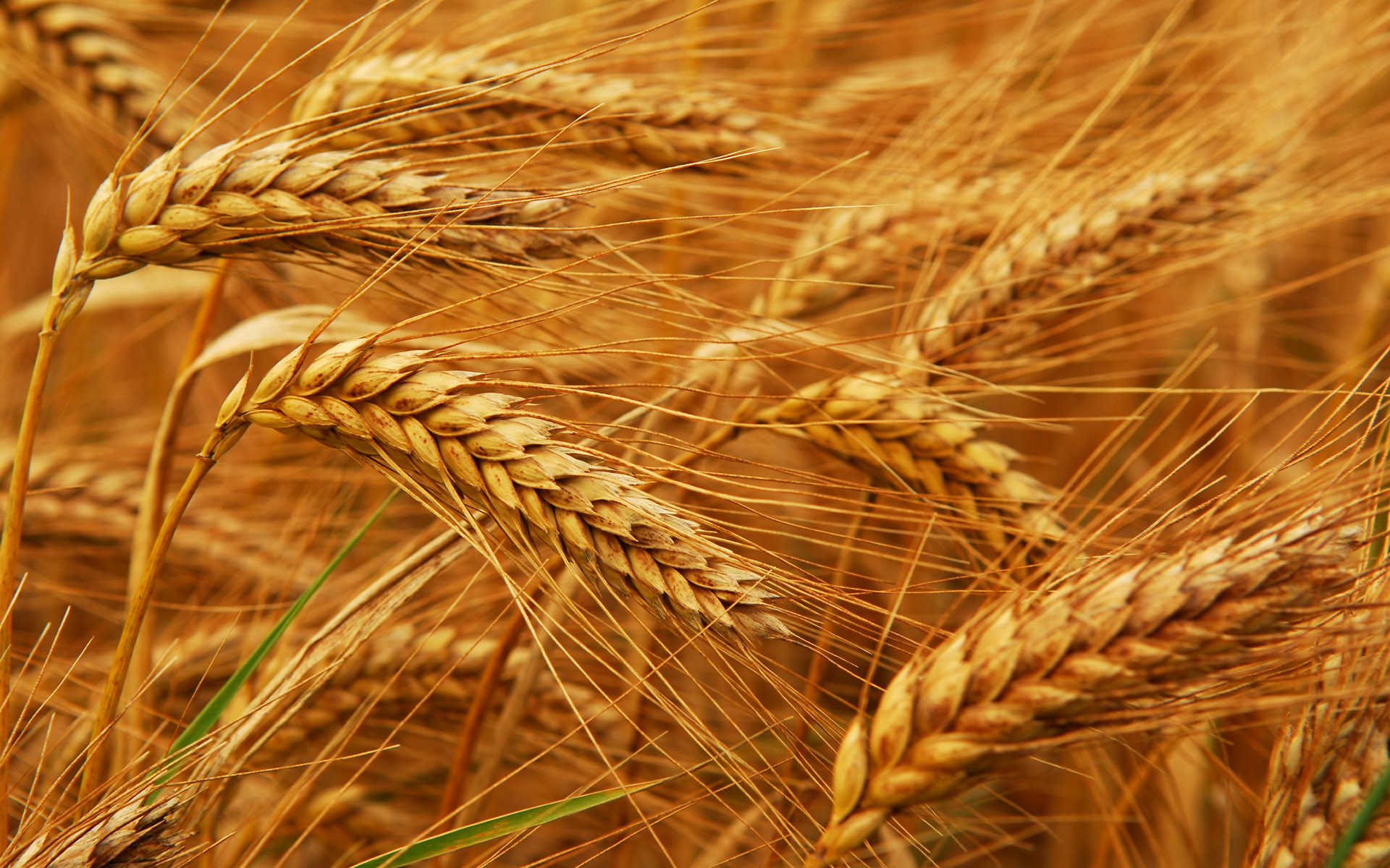   الحكومة تعلن أسعار توريد القمح من الفلاحين