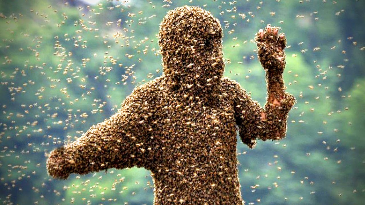   النحل يقتل شخص ويصيب 11 آخرين بالسودان