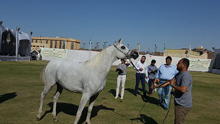  القليوبية والجيزة حصدتا جوائز البطولة العربية الثانية الخيول بالفيوم