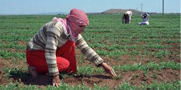  16 مليار دولار خسائر الزراعة بسوريا فى 6 سنوات