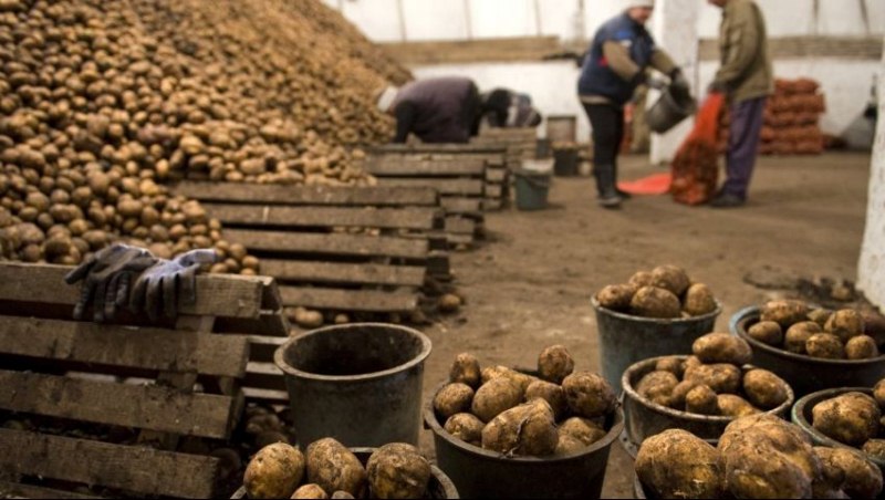   الزراعة: طفرة كبيرة في صادرات البطاطس المصرية للخارج الموسم الحالي