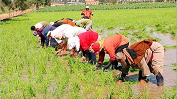   ​"الزراعة" تنتهي من تأهيل 148 فدانا جاهزة للزراعة بالاعتماد على مياه الأمطار بمطروح