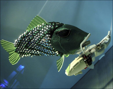   سمكة «Microfish» تسبح داخل الجسم للقضاء على السموم