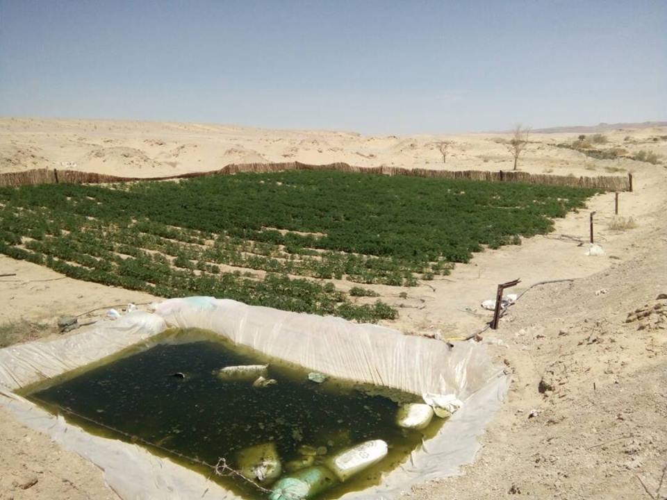   المتحدث العسكري: ضبط تكفيريين وتدمير 14 مزرعة بانجو فى وسط سيناء