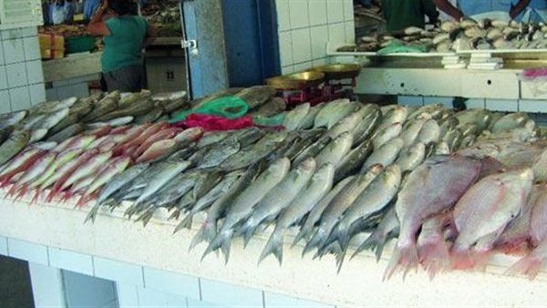   البحرالأحمر تطرح كمية من الأسماك بأسعار مخفضة لمحاربة الغلاء
