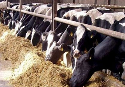   تحصين مليون رأس ماشية ضد الأمراض الوبائية