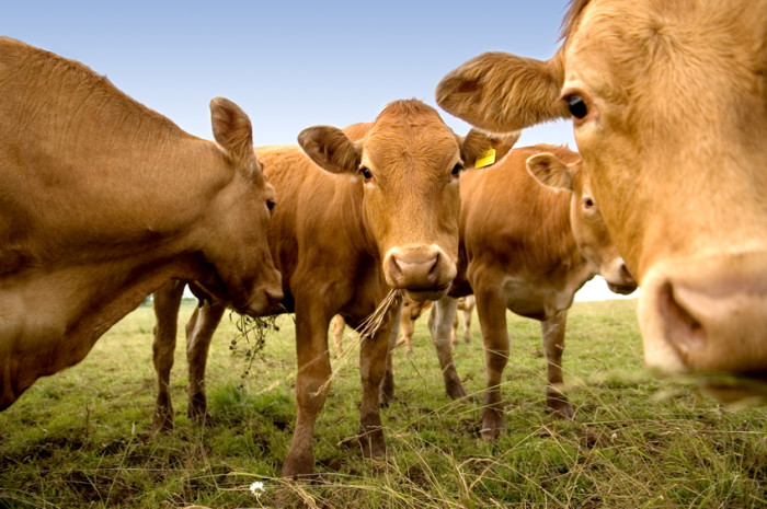   الخدمات البيطرية حصنت مليون رأس ماشية ضد الأمراض الوبائية