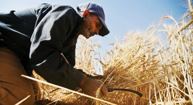   حكم قضائى يعيد فرض حظر واردات القمح بسبب فطر الإرغوت