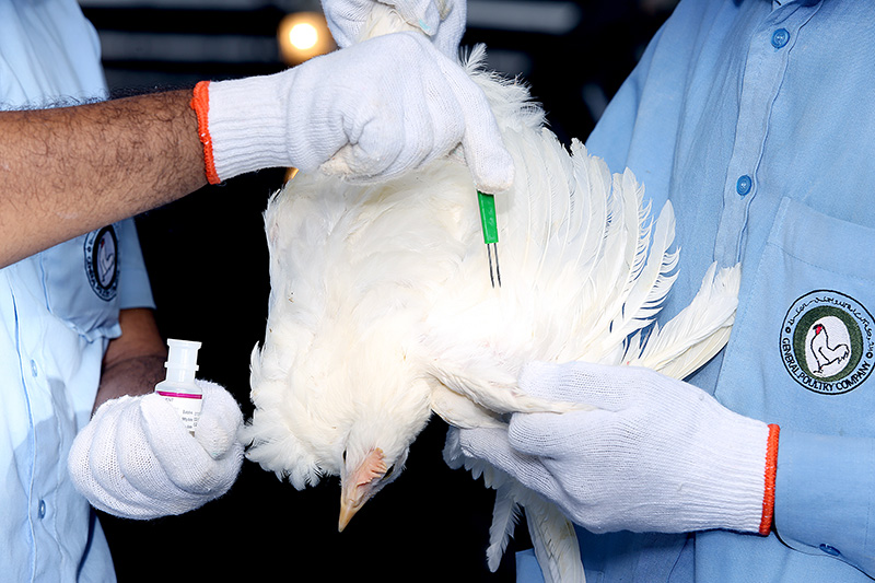   الزراعة: تحصين 4.5 مليون طائر ضد أنفلونزا الطيور 