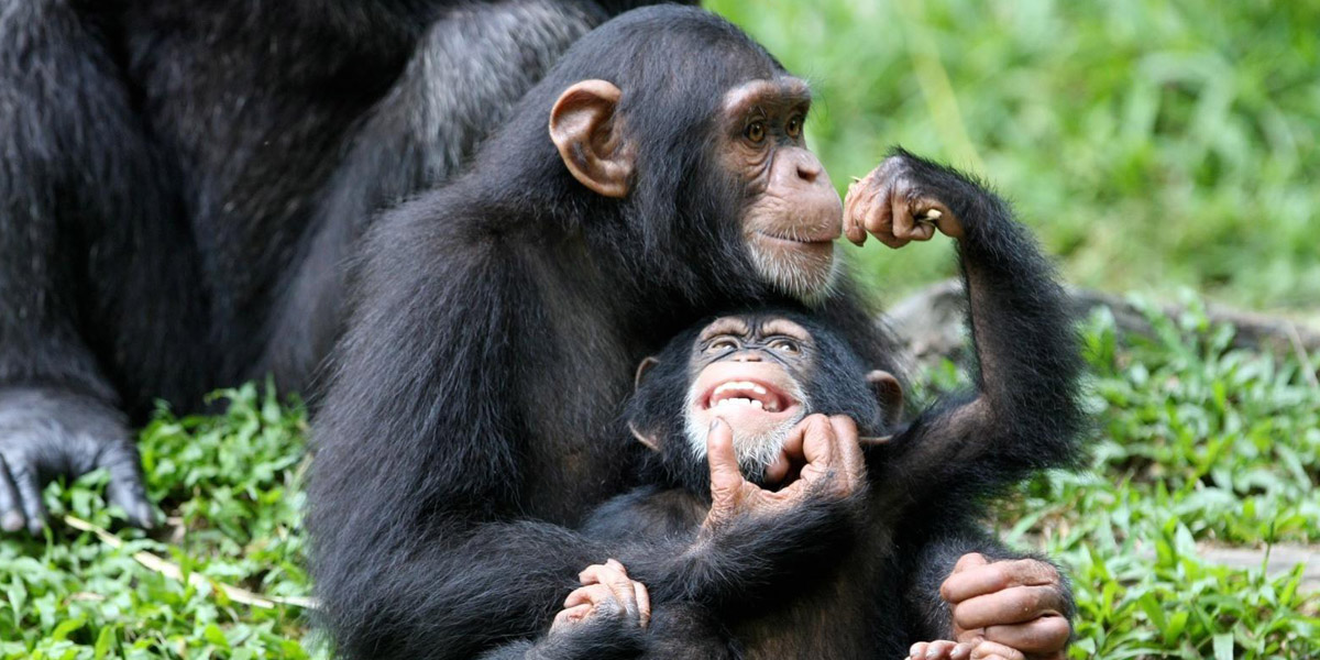  محكمة أمريكية: الشمبانزي لا يستحق ذات الحقوق التي يتمتع بها البشر
