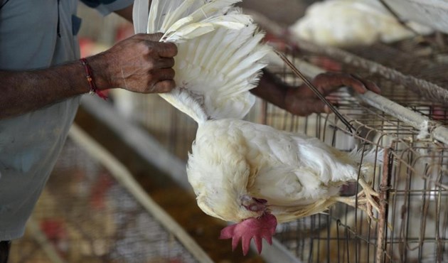   محرز: منع تداول الطيور الحية.. لمنع انتقال إنفلونزا الطيور