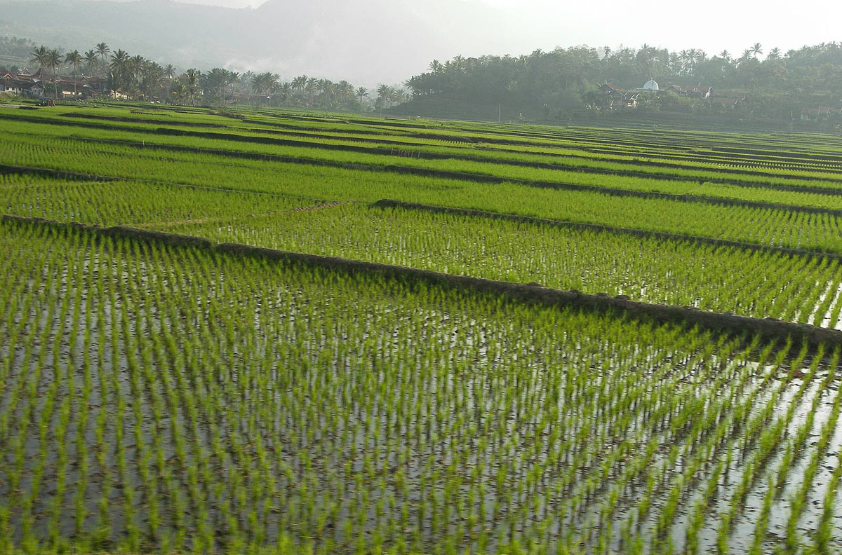   «الزراعة»: 4 ملايين فدان مزروعة بالمحاصيل الصيفية حتى الآن