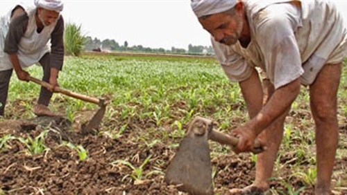   «الفلاحين» تتهم الحكومة بإسقاط المزارعين من اهتمامتها