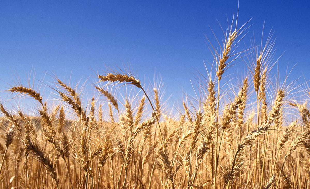   مشروع " قمح ولادنا" يحصد ثمار 5 سنوات زيادة إنتاج محصولي القمح والذرة في مصر بنسبة 15% فى 5 محافظات