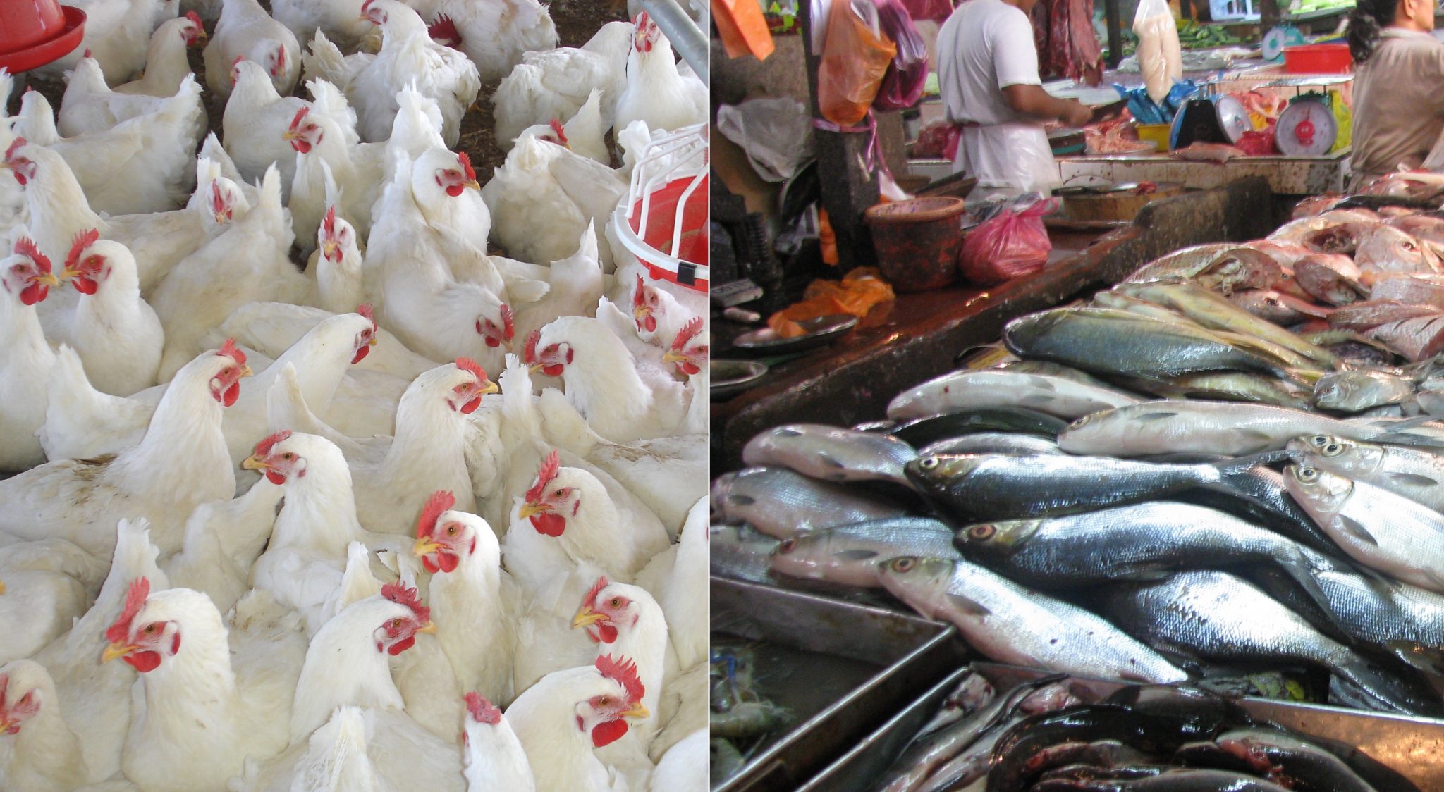   «شعب المواد الغذائية والأسماك والدواجن»: أسعارالمحروقات يرفع أسعار السلع