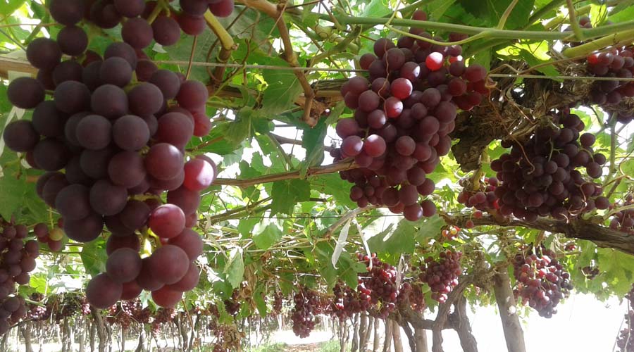   العنب يتصدر أهم 20 سلعة غذائية من صادرات مصر