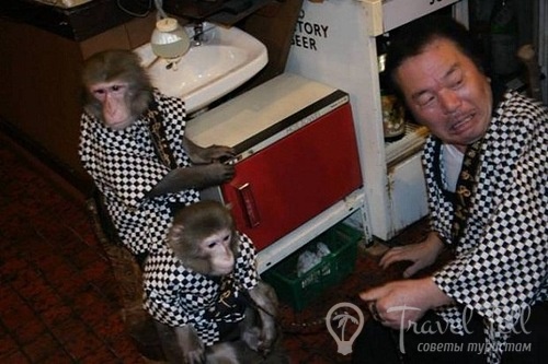   صور| الأكل من يد القرود ألذ