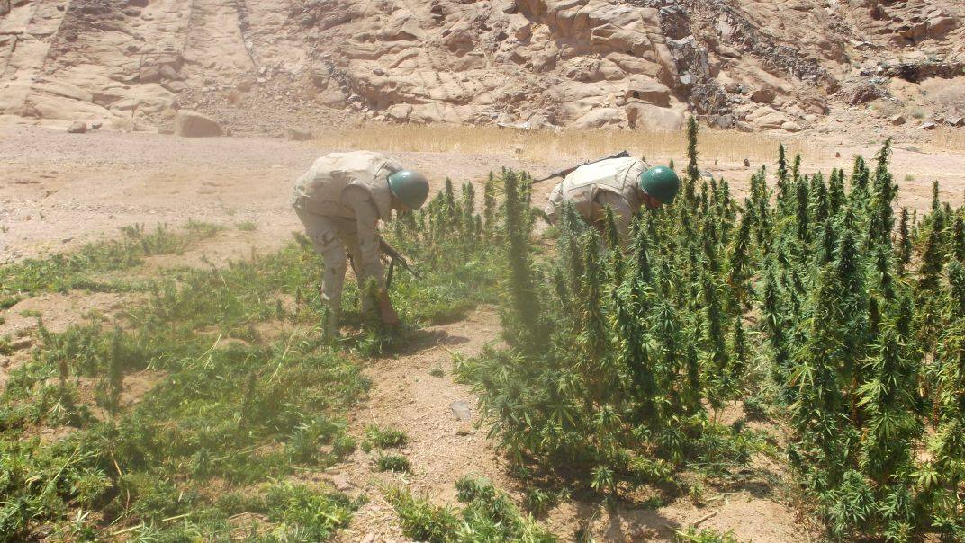   اكتشاف وتدمير ٤ مزارع بانجو تابعة لعناصر إرهابية بوسط سيناء