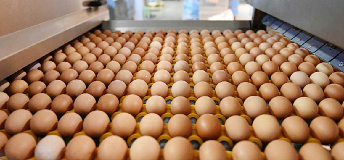   البيض الملوث يصل إلى آسيا