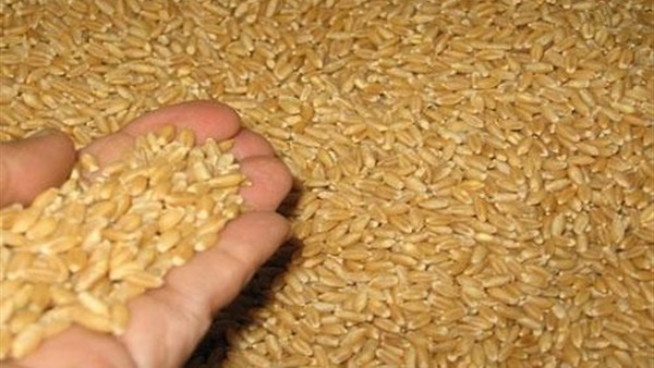   محافظ قنا: وريد 4778 طن من القمح للصوامع والشون بقنا